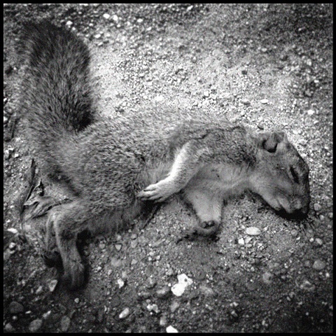 squirrel 2
