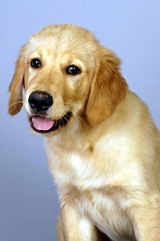 Puppy