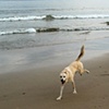 Dog at the beach