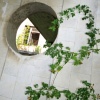 Vines and window hole