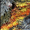 Algae and Seaweed, Maine