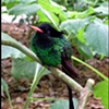 Hummingbird, FL