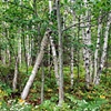 Birches, ME