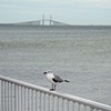 seagull and Sunshine Skyway bridge, FL