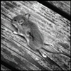 field mouse