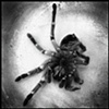 tarantula