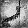 millipede
