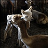 Alpacas, Martha's Vineyard