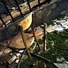 Chair and moss