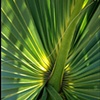Saw Palmetto leaf, FL