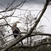 birds and branches, Big Cypress, FL