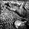 deer 1