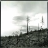 burned trees, Prescott AZ