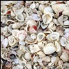 Shells at Sanibel FL