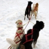 Iditarod Dogs, Mendenhall Glacier, AK