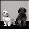 2 dogs