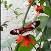 Butterflies 2