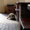 Cat in the cafe