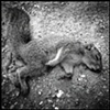 squirrel 2