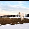 White horse in winter, Sherman, CT