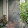 A tree grows 