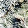 seaweed