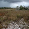 white brush and storm clouds, Everglades, FL