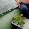 Endangered nuts from the river