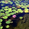Water lilies, Middletown RI