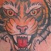 tiger