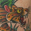 Ocelot