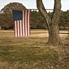 Tattered Flag Wedged In Tree