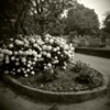 Hydrangeas
