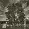 Tree In Pisgah Cemetery