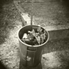 Candy Cane In Trash