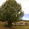 Flag On A Horse Farm Fence