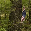 Torn Flag On A Tree