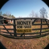 Honey For Sale