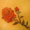 rose 