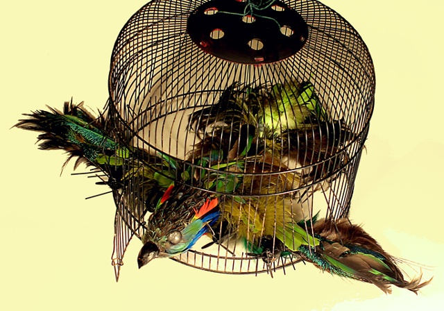 Bird Bomber