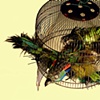 Bird Bomber