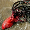 Heart Bouy