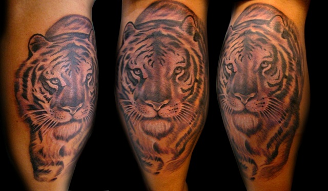 Tigre