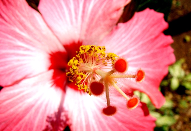 Macro - Flor