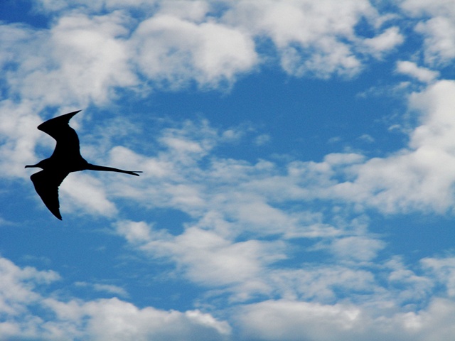 Gaivota