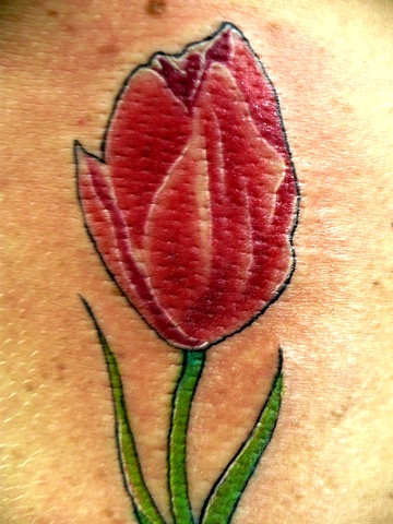 Tulipa