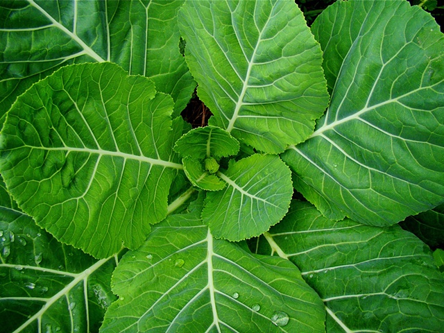 Verde