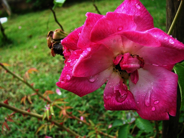 Rosa