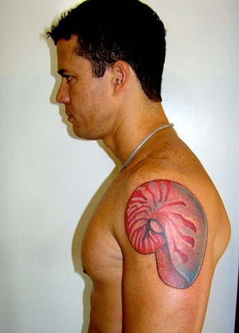 Nautilus