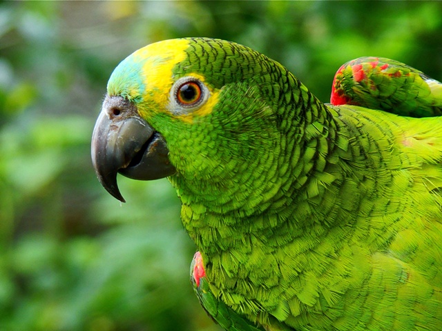 Papagaio